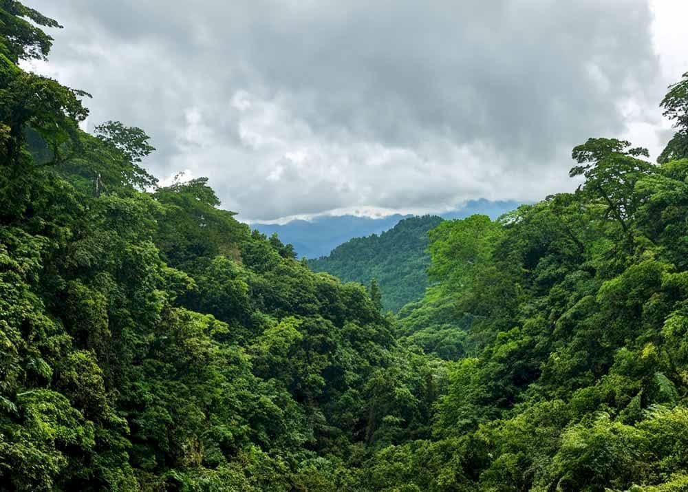 Vườn Quốc gia Cúc Phương sở hữu hệ sinh thái rừng nguyên sinh trên núi đá vôi hiếm có. (Nguồn: Internet)